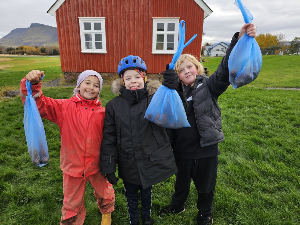 Kartöfluuppskera í 4.bekk